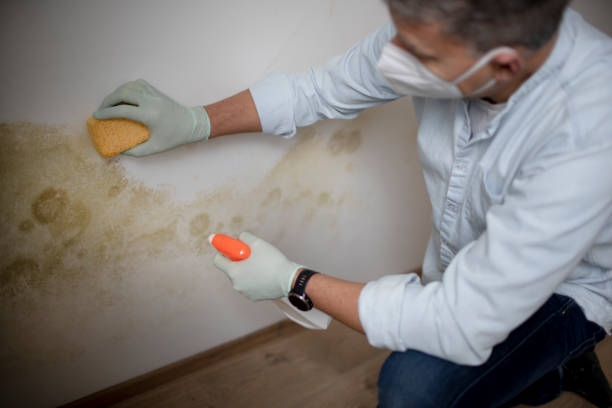 Best Toxic Mold Removal  in Whitehouse, OH