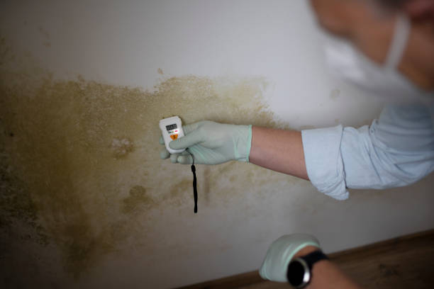 Best Local Mold Removal Service  in Whitehouse, OH